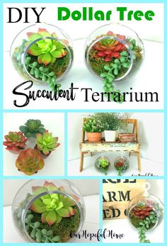 there are pictures of different types of succulents