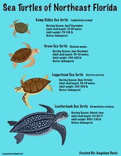 the sea turtles of north east florida are shown in this poster with their names and numbers