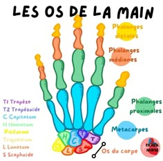 an image of a hand with the words les os de la main in different languages