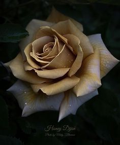 a yellow rose with water droplets on it's petals is shown in the dark