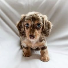 a small brown and black dog sitting on top of a white sheet with blue eyes