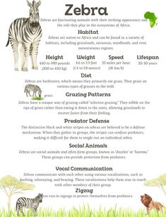 the zebra and other animals are depicted in this animal info sheet for kids's learning