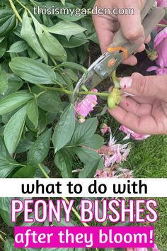 someone is trimming the flowers with scissors in their hand and text reads, what to do with peony bushes after they bloom