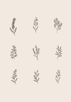 six different types of plants are shown in black and white on a light gray background