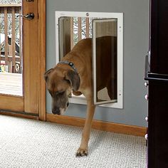 a brown dog standing in front of a door with its head inside an open window