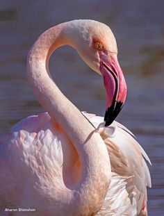 a pink flamingo standing in the water with it's head on its beak