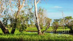 some trees and water in the middle of a grassy area with blue sky above them