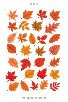 Vactor Leaves SVG, Fall Leaves, Autumn Leaves, SVG, PNG Fall Leaves Line Art, Easy Fall Leaves To Draw, Fall Leaves Cutout, Autumn Leaves Printable, Fall Leaf Line Art, Fall Leaves Sketch, Easy Fall Leaf Drawing, Autumn Leaves Stickers, Drawing Autumn Leaves