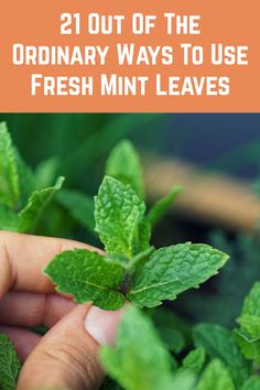 a hand holding up a mint plant with the words 21 out of the ordinary ways to use fresh mint leaves