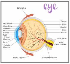 the structure of the eye with all parts labeled