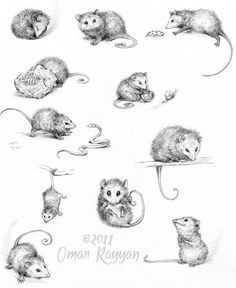 various mouses are shown in this drawing