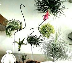 several air plants are arranged on top of each other