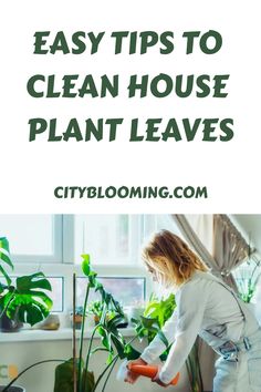 Person cleaning houseplant leaves near a sunlit window, surrounded by green plants. House Plant Leaves