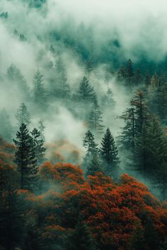 the trees are covered in fog and low lying clouds, as well as orange flowers