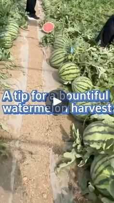 watermelon plants are growing in rows with people walking on the side walk behind them