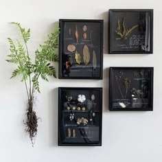 three framed pictures on the wall with plants in them