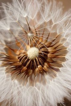 a dandelion with white seeds is shown in this close up photo, it appears to be dying