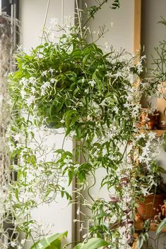 some white flowers and green plants hanging from the ceiling