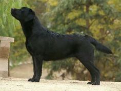 a black dog standing on top of a dirt field next to a tree filled forest