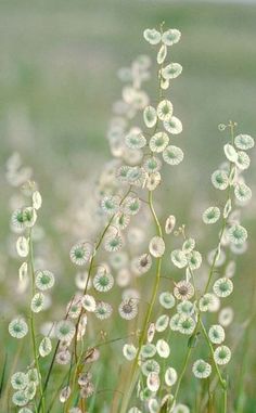 the grass is covered with tiny white flowers in the sunlit meadows, while dew drops on the leaves and stems