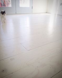 a black and white cat standing on top of a hard wood floor in an empty room