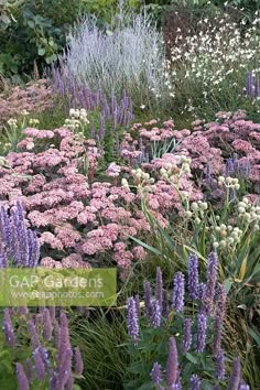 a garden filled with lots of purple and white flowers