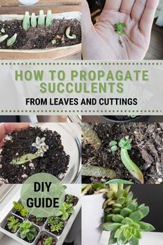 how to propagate succulents from leaves and cuttings