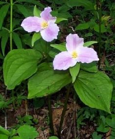 two pink flowers are blooming in the woods next to some green leaves and grass