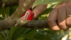 a man is trimming a tree branch with a pair of scissors