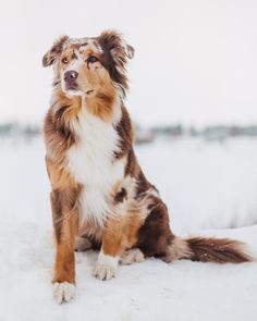 a brown and white dog sitting in the snow