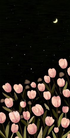 pink tulips are blooming in the night sky