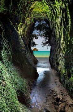 an image of the inside of a cave with water and moss growing on the walls