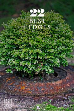 a small green tree sitting on top of a rusted metal object with the words, 22 best hedges