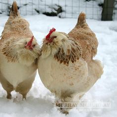 two brown and white chickens standing in snow next to each other with their heads touching