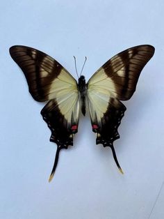 a brown and white butterfly sitting on top of a white surface with its wings spread open