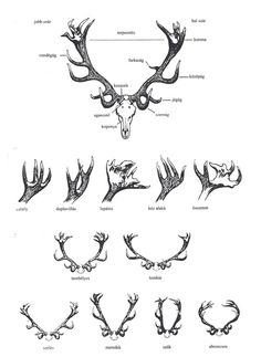 an animal's skull and antlers are shown in this diagram, which shows the various