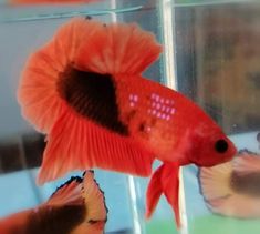 a red fish in an aquarium looking at the camera