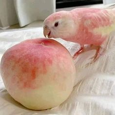 two pink birds standing next to each other on top of a white sheeted bed