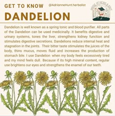 an advertisement for dandelion is shown in the middle of a page with flowers and leaves