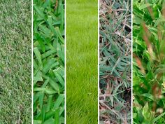 four different types of green grass