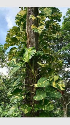 a large green plant growing on the side of a tall tree in front of some trees