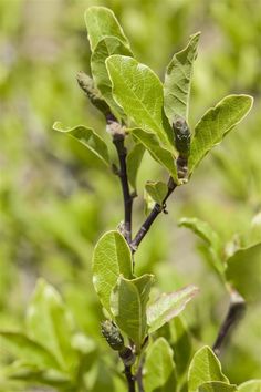 a branch with green leaves in the foreground