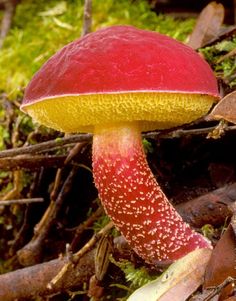 a red and yellow mushroom sitting on the ground