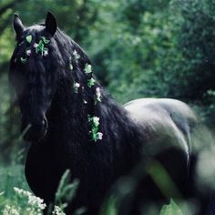 a black horse with shamrocks on it's head standing in tall grass near trees