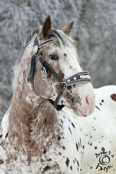 a brown and white horse standing in the snow