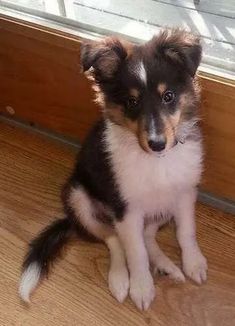 a small dog sitting on the floor in front of a window