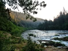 a river flowing through a lush green forest