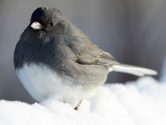 a gray and white bird sitting on top of snow