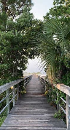 a wooden walkway with palm trees and water in the background