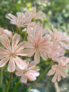 some pink flowers are blooming in the sunlit garden area with trees in the background